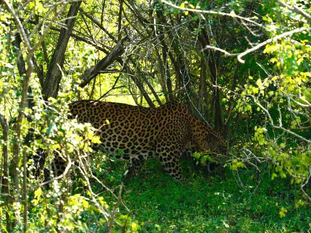 Wildlife Safaris in Sri Lanka
